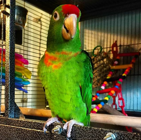 Iago Bird