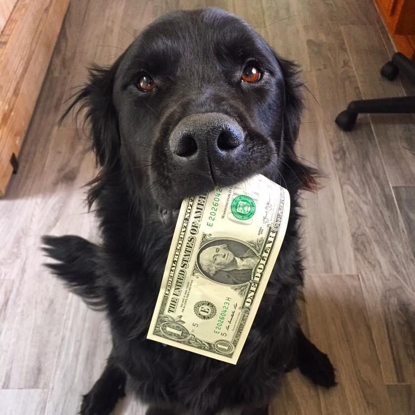 dog holding dollar